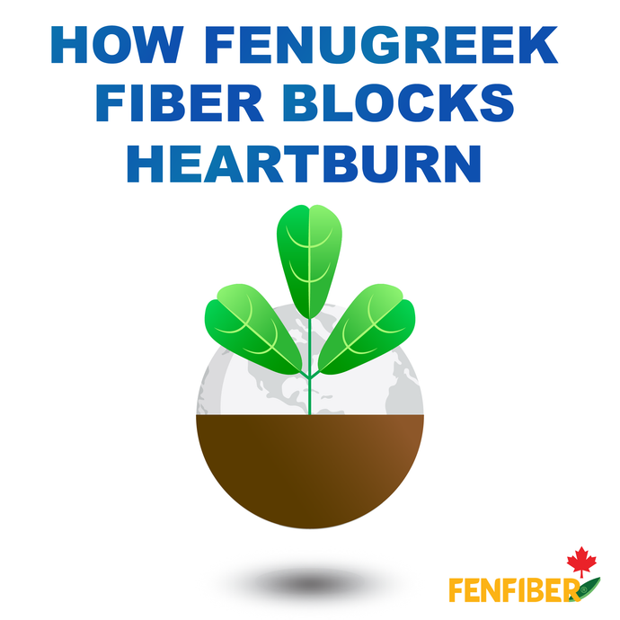 How Fenugreek Fiber Blocks Heartburn